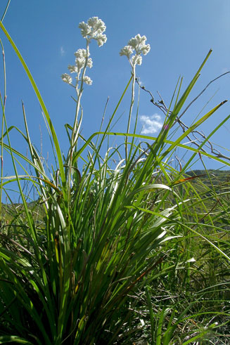 Lanaria lanata