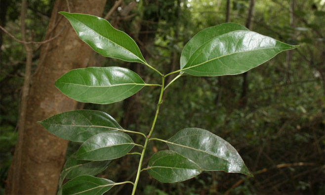 Cinnamomum camphora (Camphor tree)