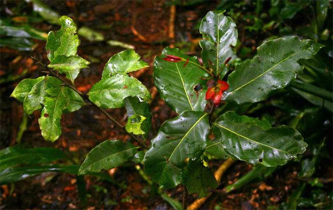 Ocotea kenyensis (Transvaal stinkwood)