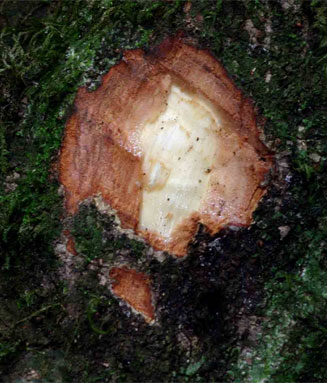 Cryptocarya liebertiana (Tropical wild-quince, Wild quince)