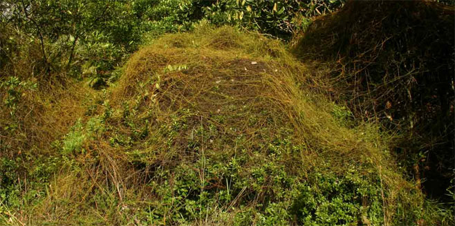 Cassytha pondoensis 