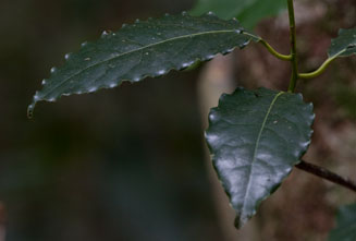 Ocotea bullata (Stinkwood)