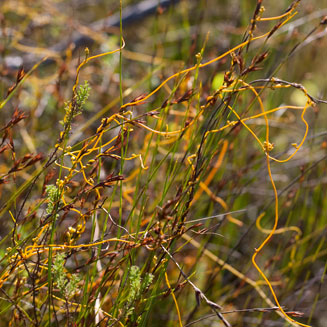 Cassytha ciliolata 