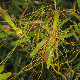 Cassytha ciliolata 