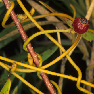 Cassytha ciliolata 