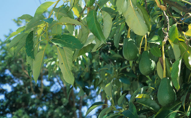 Persea americana (Avocado)