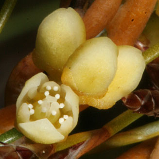 Cassytha ciliolata 