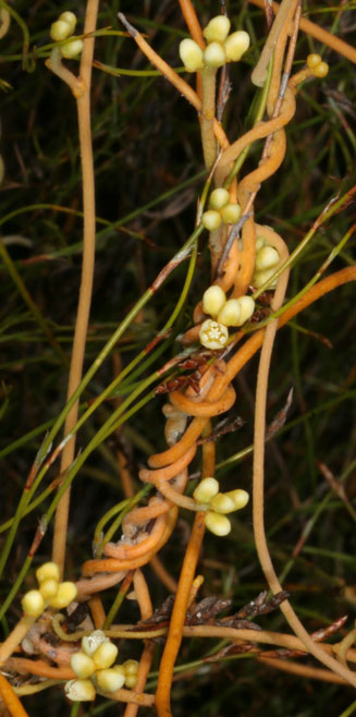 Cassytha ciliolata 
