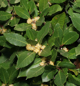 Laurus nobilis (Bay laurel)