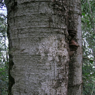 Ocotea bullata (Stinkwood)