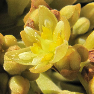 Persea americana (Avocado)