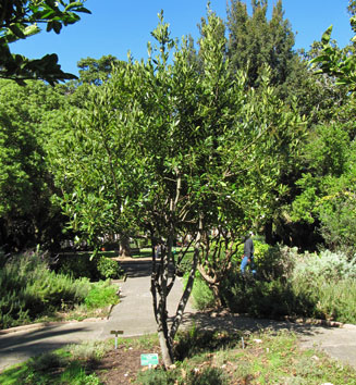 Laurus nobilis (Bay laurel)