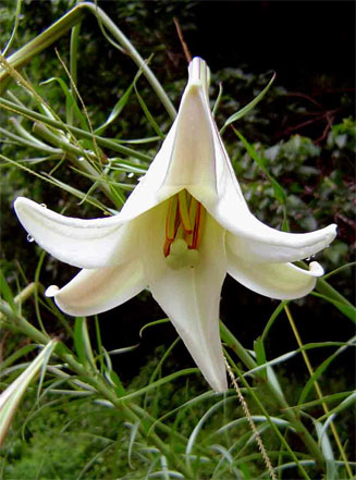 Lilium formosanum 