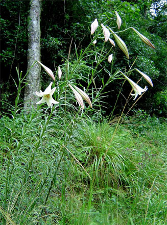 Lilium formosanum 