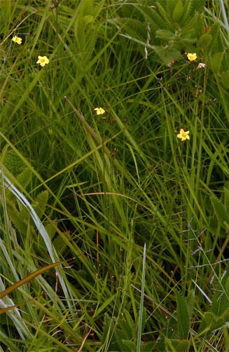 Linum thunbergii