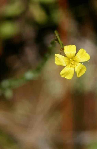 Linum thunbergii
