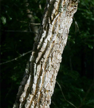 Hugonia orientalis