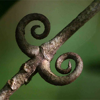 Hugonia orientalis