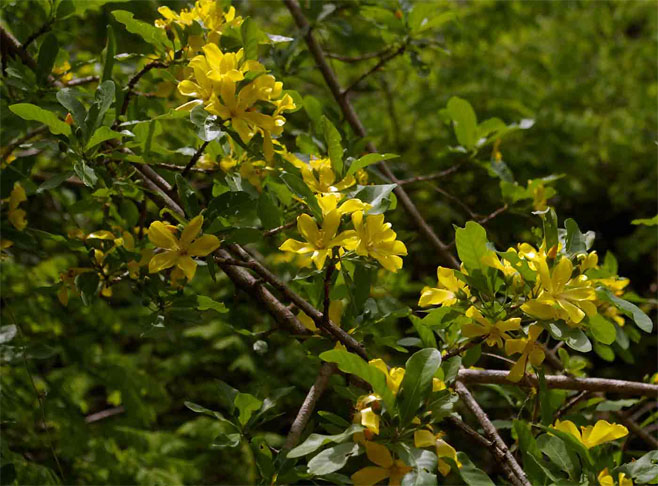 Hugonia orientalis