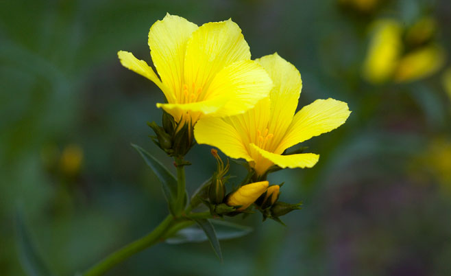 Linum flavum