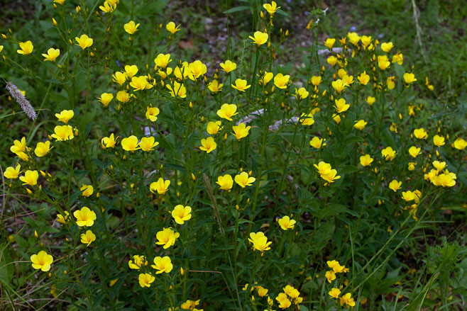 Linum flavum