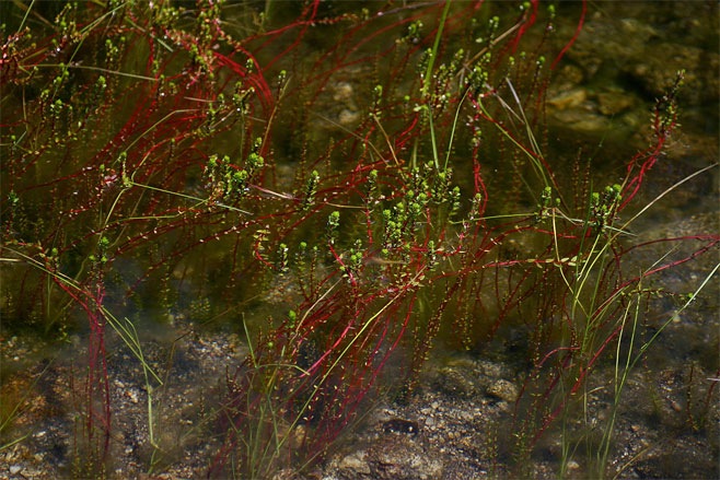 Rotala myriophylloides 