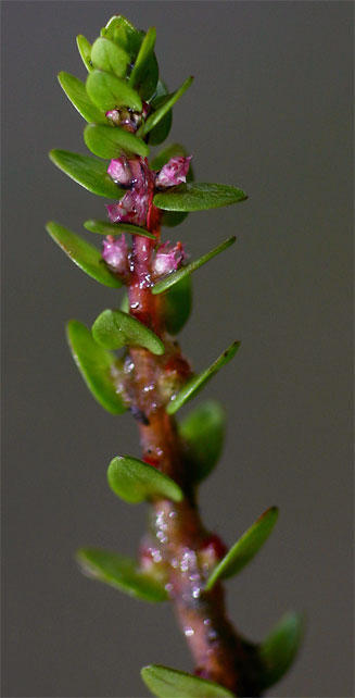 Rotala myriophylloides 