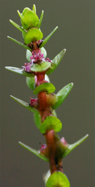 Rotala myriophylloides 