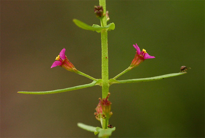 Ammannia auriculata 