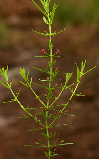 Ammannia auriculata 