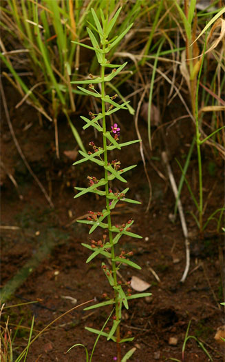 Ammannia auriculata 