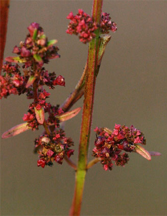 Ammannia prieuriana &nbsp;