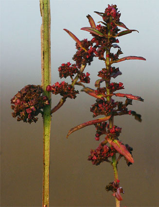 Ammannia prieuriana &nbsp;