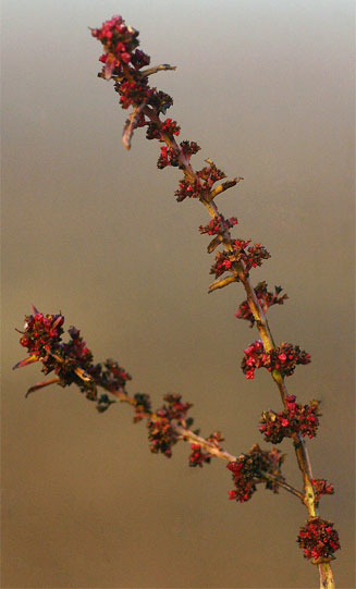 Ammannia prieuriana &nbsp;