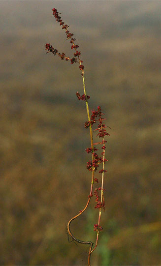 Ammannia prieuriana &nbsp;