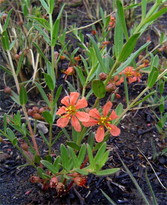 Nesaea heptamera