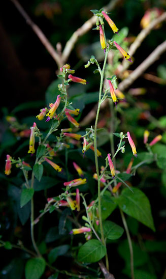 Cuphea hyssopifolia