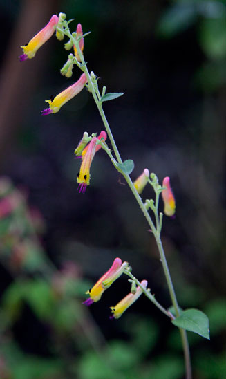 Cuphea hyssopifolia