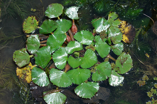 Trapa natans (Water chestnut, Water caltrops, Saligot, Horn nut, Jesuit's nut, Ling nut, Singhara nut)