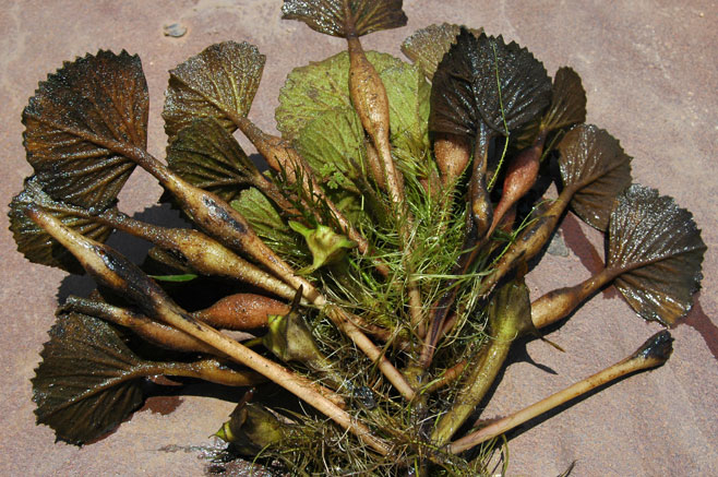 Trapa natans (Water chestnut, Water caltrops, Saligot, Horn nut, Jesuit's nut, Ling nut, Singhara nut)
