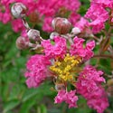 Lagerstroemia indica