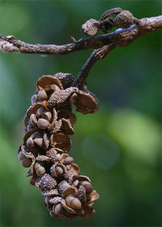 Magnolia champaca (Champac magnolia)