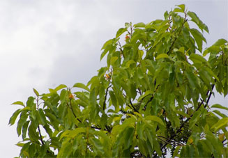 Magnolia champaca (Champac magnolia)