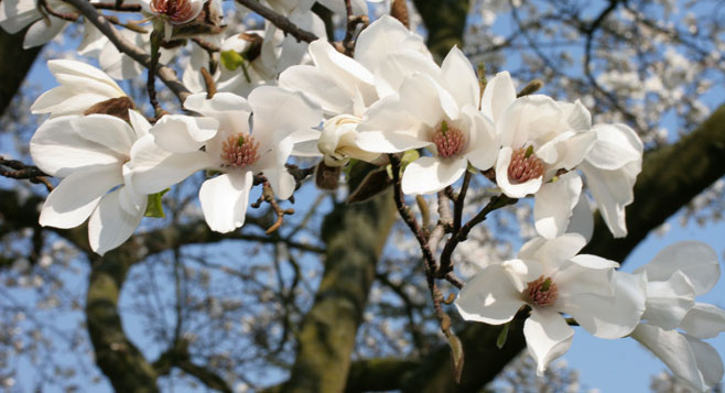 Magnolia kobus (Kobus magnolia)