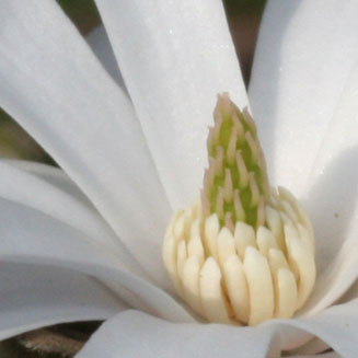 Magnolia stellata (Star magnolia)