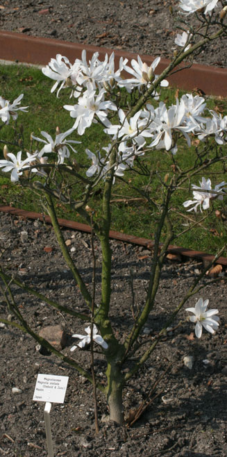Magnolia stellata (Star magnolia)