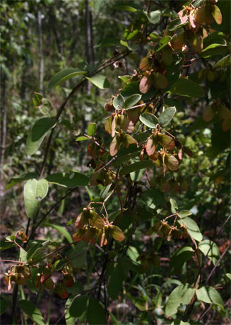 Sphedamnocarpus pruriens