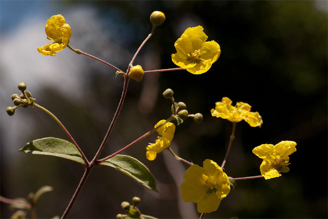Sphedamnocarpus pruriens