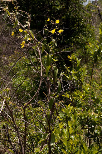 Sphedamnocarpus pruriens
