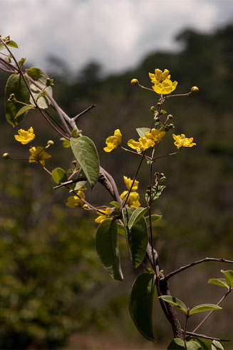 Sphedamnocarpus pruriens